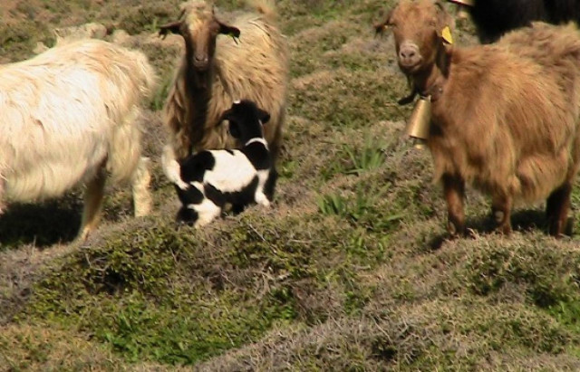 «Βαμπίρ» επιτίθεται σε κατσίκες