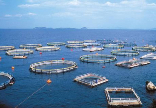 Διαμαρτυρία για τις ιχθυοκαλλιέργειες στον Κόρφο Κορινθίας