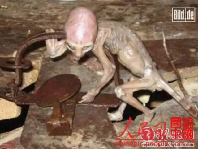 Φωτογραφία - ΣΟΚ: Βρέθηκε εξωγήινο μωρό!