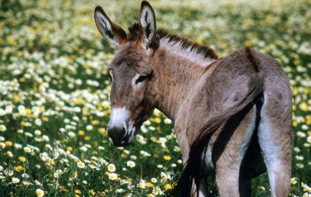 Τι γεννιέται από μαμά γαϊδούρα και μπαμπά ζέβρα...