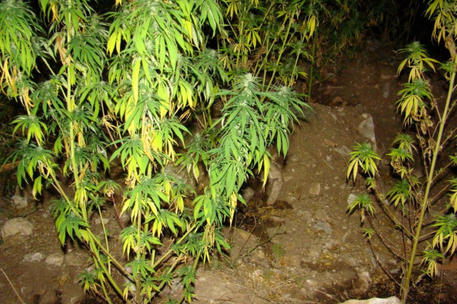 Κατασχέθηκαν 67 δενδρύλλια κάνναβης στην Δράμα