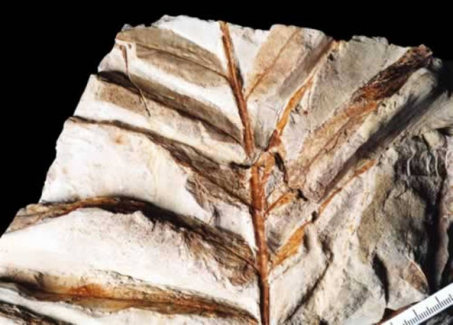 Προσπάθεια ανάδειξης του απολιθωμένου δάσους του Έβρου