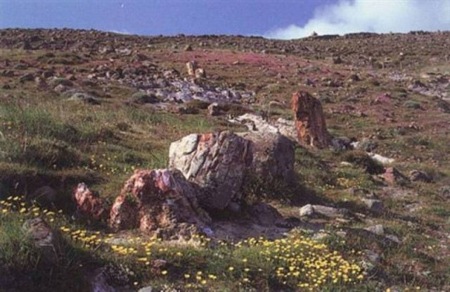 «Αποψίλωσαν» το απολιθωμένο δάσος της Μυτιλήνης