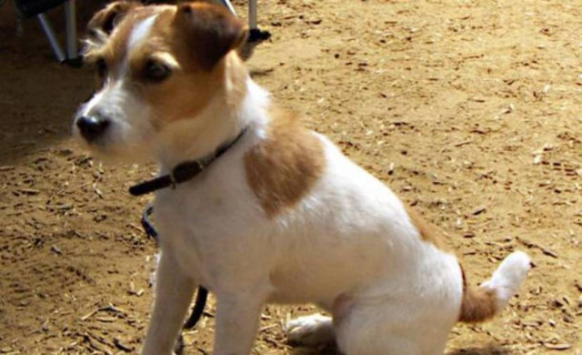 Κακοποίησε σκύλο με φτυάρι!