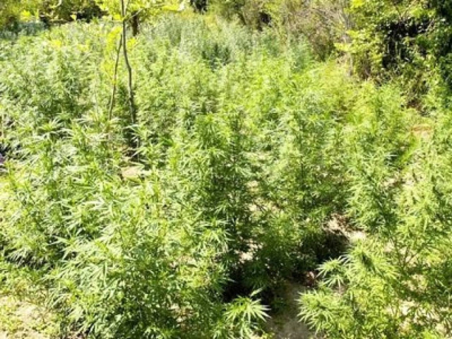 Συλλήψεις για χασισοκαλλιέργειες στη Ροδόπη