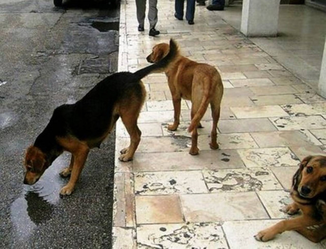 Προσπάθειες για να λυθεί το θέμα με τα αδέσποτα της Θεσσαλονίκης