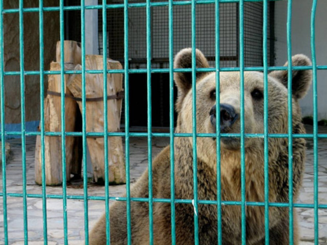 Φονική επίθεση αρκούδας