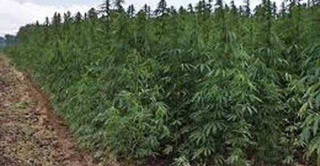 Χασισοφυτεία – μαμούθ στη Σπάρτη