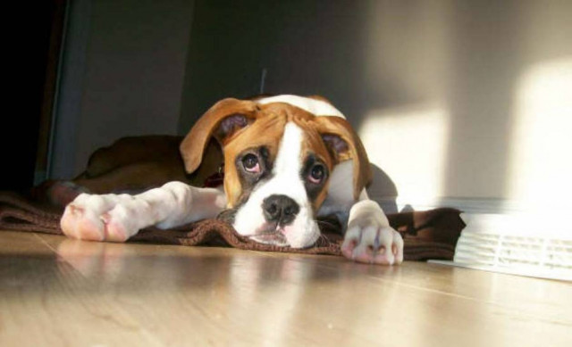 Εκπαιδευτής σκύλων κακοποίησε 20 τετράποδα!