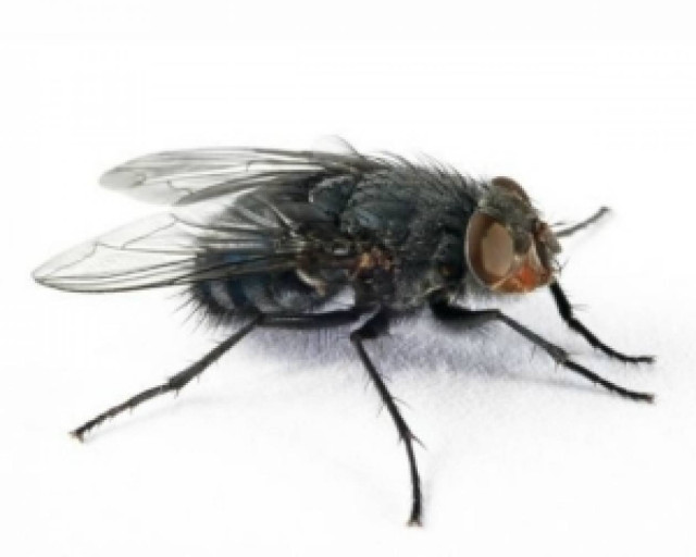 Πως μια μύγα έχει κάνει… έξαλλους όλους τους χρήστες του Facebook!