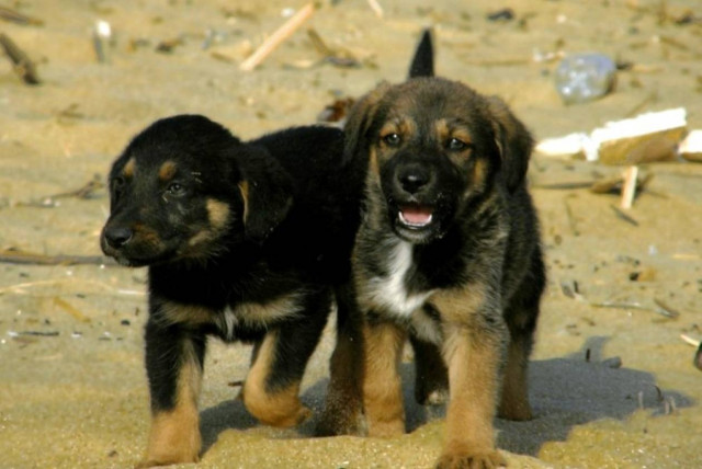 Ο Δήμος Αλμωπίας δηλώνει προστάτης των ζώων