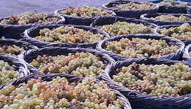 Λαθρομετανάστης κρύβονταν στα …σταφύλια