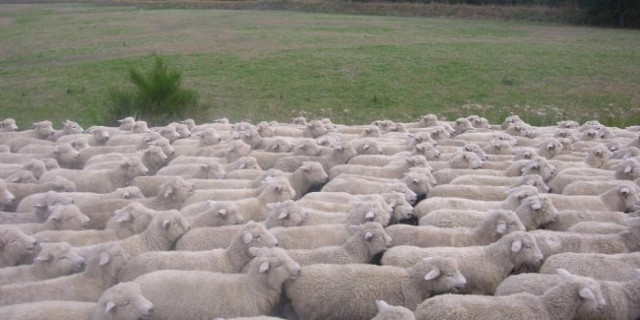 Στη φυλακή 55χρονος για ζωοκλοπή