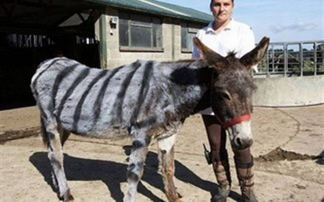 Έβαψαν ζέβρα ένα γαϊδούρι