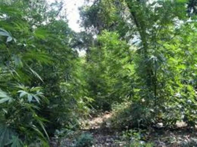 Ρέθυμνο: Εντόπισαν χασισοφυτεία με 733 δενδρύλλια