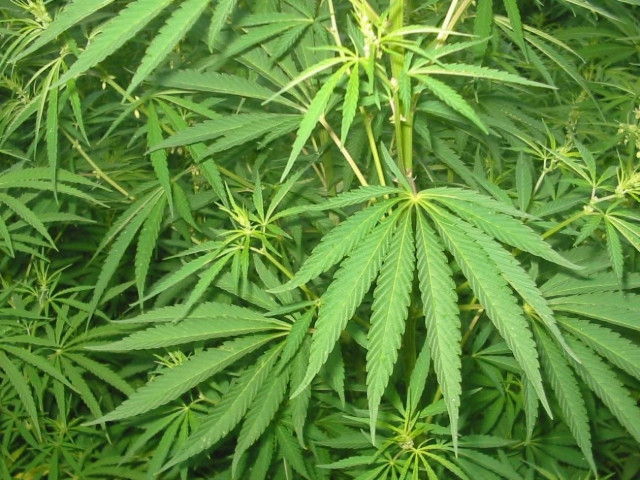 Φύτευαν χασίς στην αυλή τους