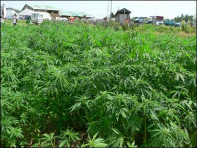 Καλλιεργούσε 732 δενδρύλλια στην Εύβοια