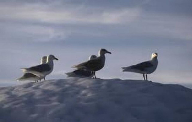 Αγώνας για τη διάσωση μεταναστευτικών πουλιών