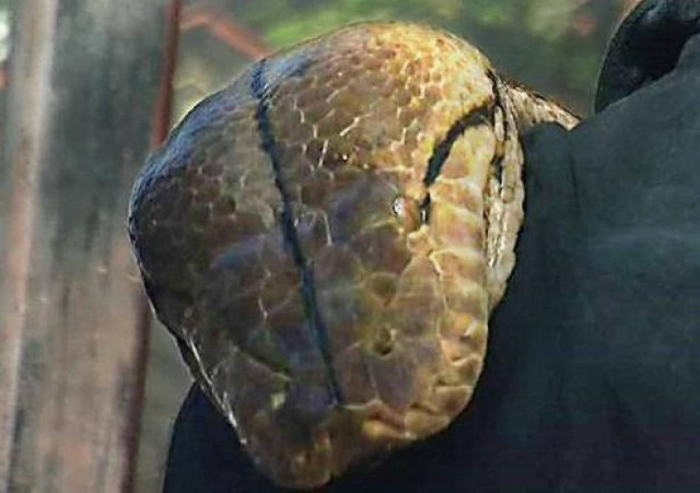 Πύθωνας 135 κιλών