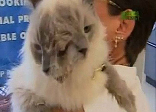 Γάτα με διπλή… προσωπικότητα!