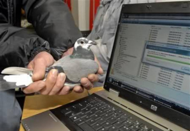 Ταχυδρομικό περιστέρι μετέφερε δεδομένα γρηγορότερα από γραμμή ASDL!