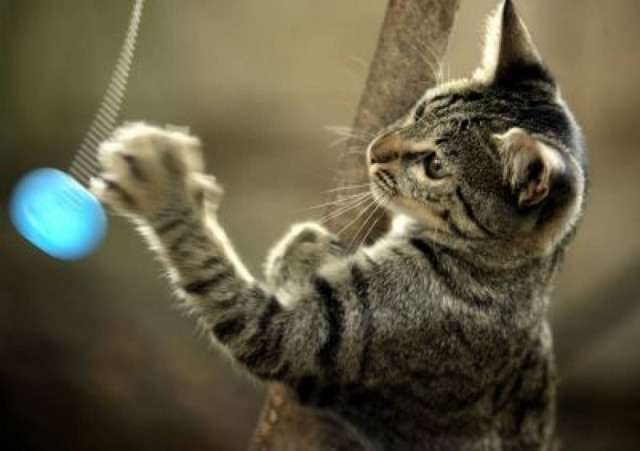 Η παιχνιδιάρα γάτα του...Μαξίμου