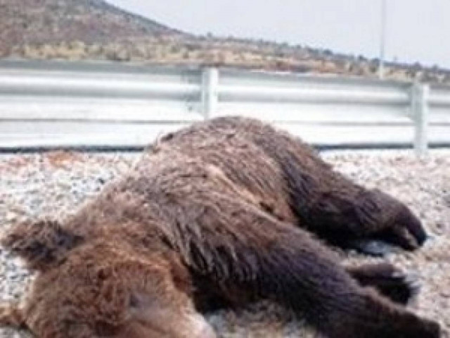 Άλλη μια αρκούδα θύμα τροχαίου