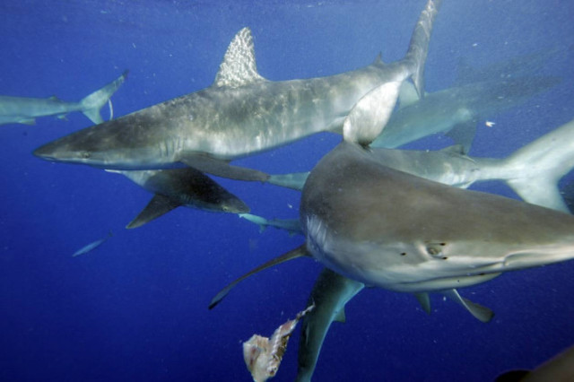 Παράτησαν τουρίστες στην απειλή καρχαριών