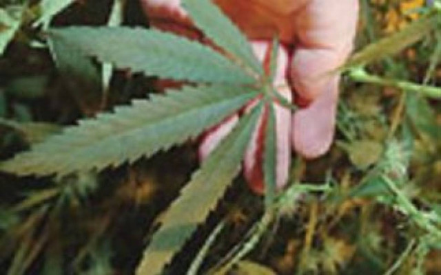 Στα πράσα 46χρονος που καλλιεργούσε κάνναβη