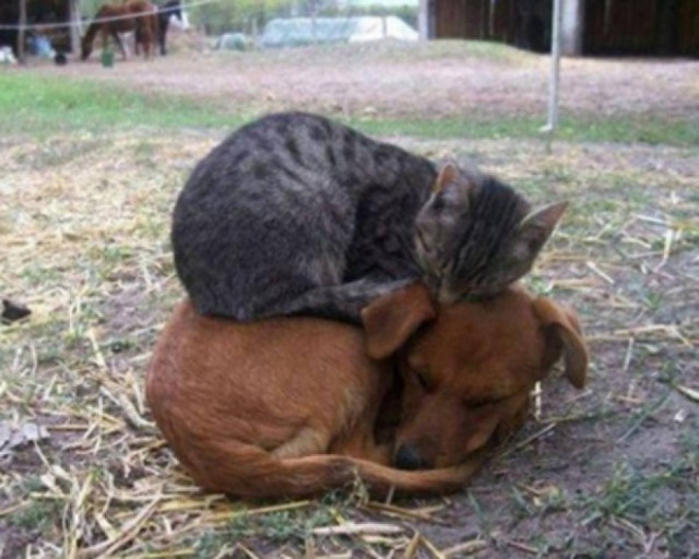 Όταν τα ζώα γίνονται… κρεβάτια