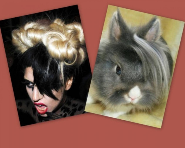 Αν τα ζώα είχαν επηρεαστεί από τη… Lady GaGa