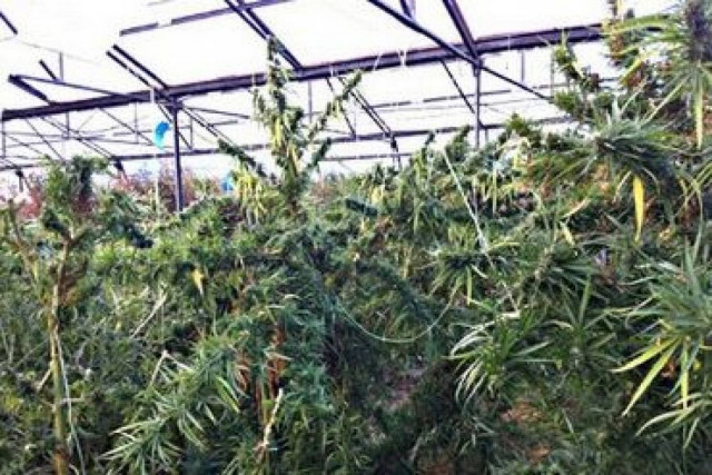 Τον «τσάκωσαν» με 5,5 κιλά χασίς