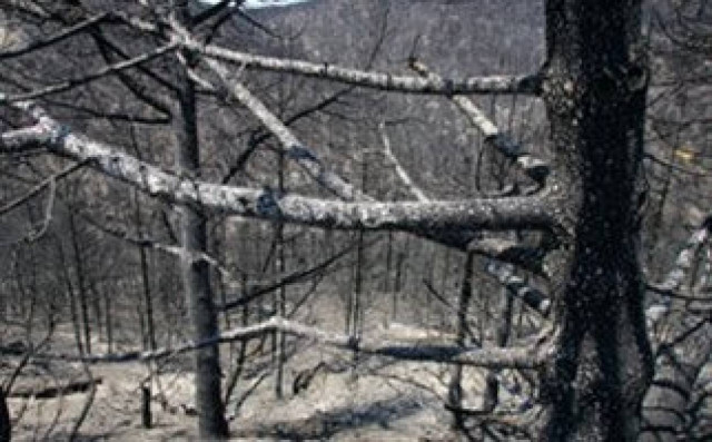 Στάχτη 100 στρέμματα δάσους στο Ηράκλειο