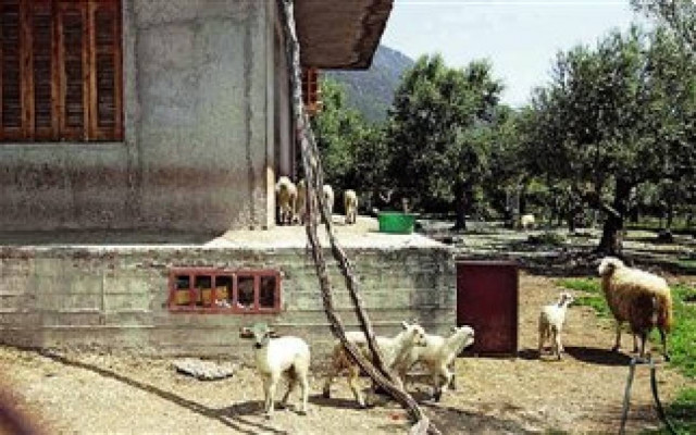 Άρωμα... Κωσταλέξι στην Πάτρα