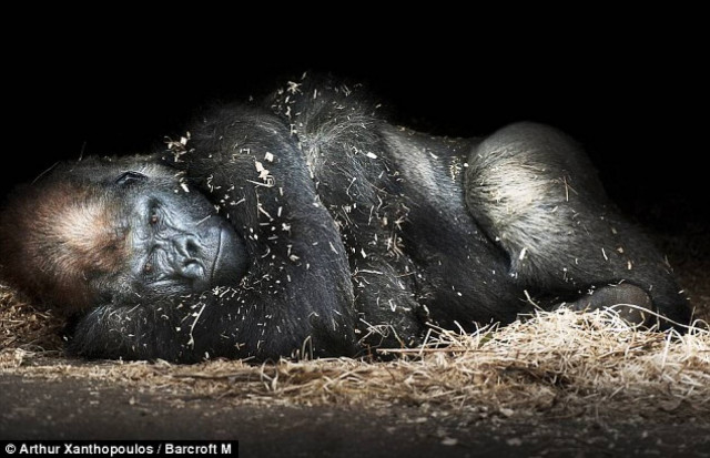 Ο γορίλας ήταν …ατακτούλης!