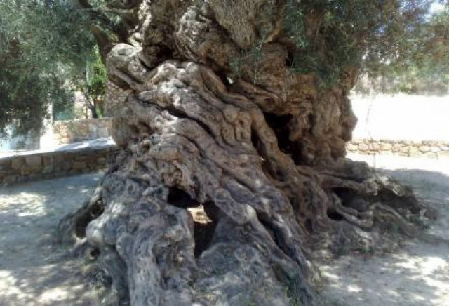 Έκρυβε ναρκωτικά σε κορμό ελιάς