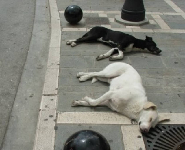 Δεκάδες αδέσποτα βρήκαν φριχτό θάνατο