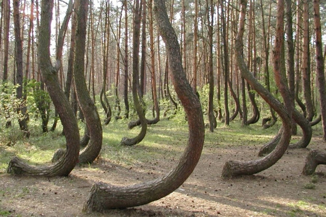 Δάσος από παραμύθι….