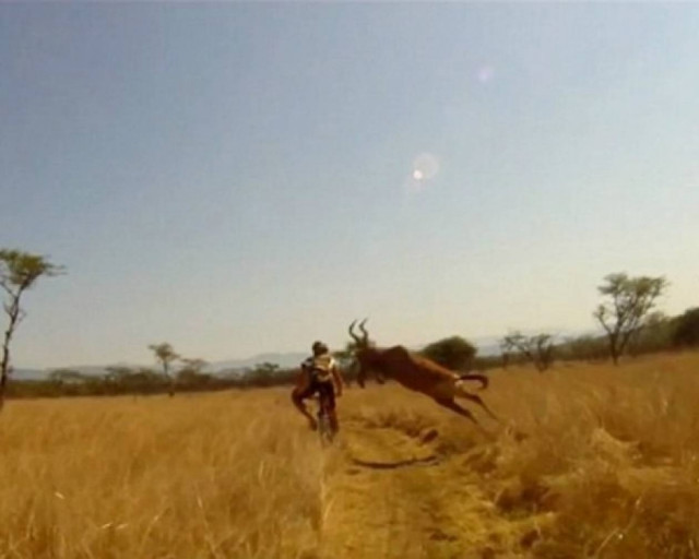 Αντιλόπη συγκρούεται με ποδηλάτη