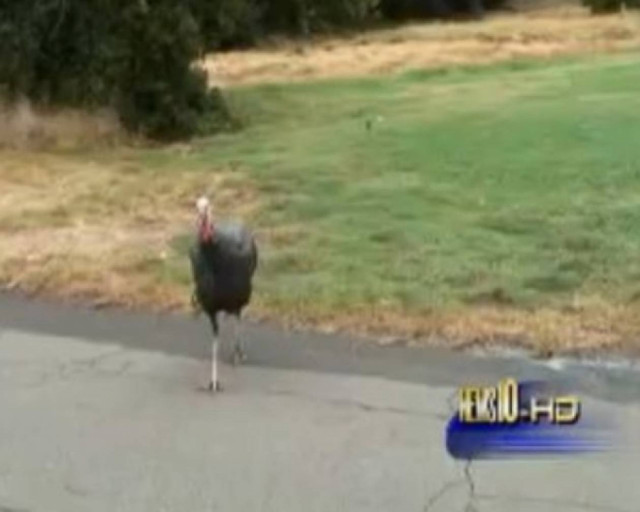 H επίθεση της «διαβολικής» γαλοπούλας!