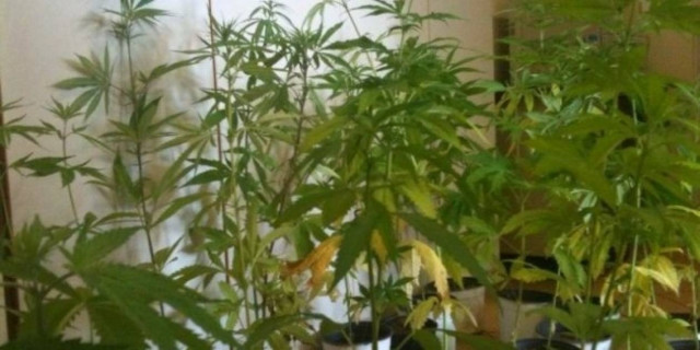 Καλλιεργούσε χασίς σε γλάστρες