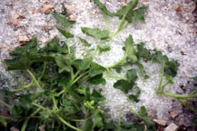 Χαλάζι και καταστροφές στην Αργολίδα