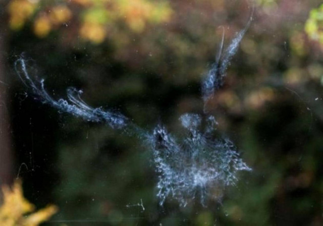 Απρόσεχτο περιστέρι…