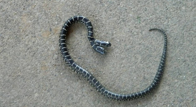 Φίδι με δύο κεφάλια!