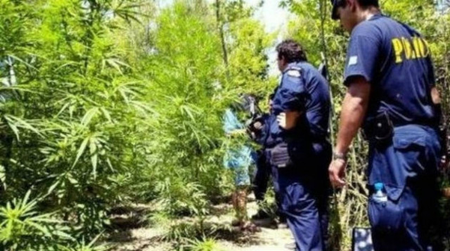 Καλλιεργούσαν χασίς στη Γαστούνη