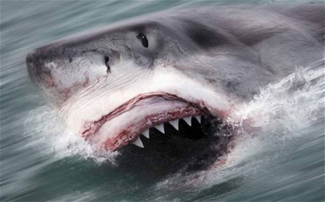 Καρχαρίας κατασπάραξε δύτη