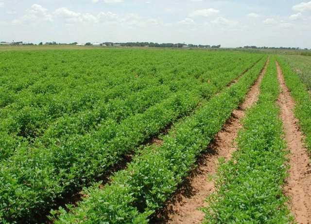 Από σήμερα η διάθεση αγροτικής γης, σε αγρότες και ανέργους