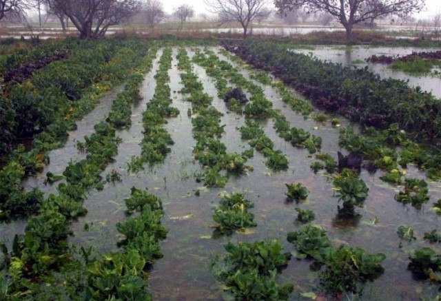 Καταβολή αποζημιώσεων από τον ΕΛΓΑ