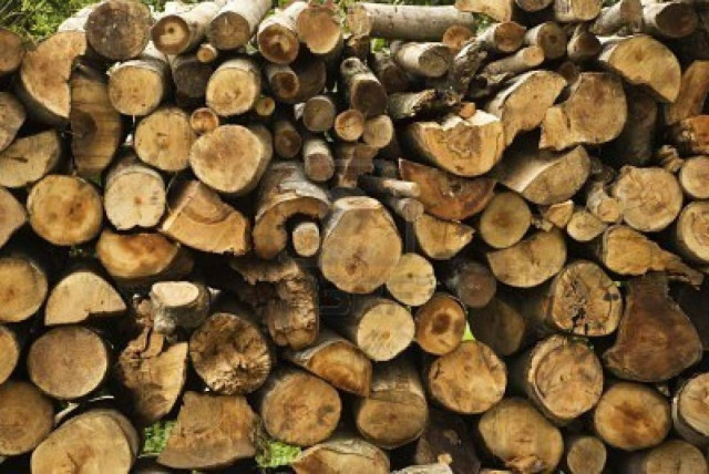 Στο εδώλιο 75χρονος για κοπή δέντρων