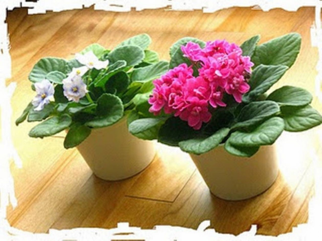 «Ιερό λουλούδι»